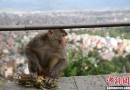 探访尼泊尔闻名于世猴庙：猴子也“修行”(组图)